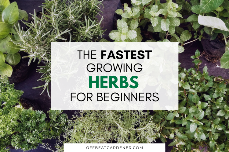fastest growing herbs for beginners